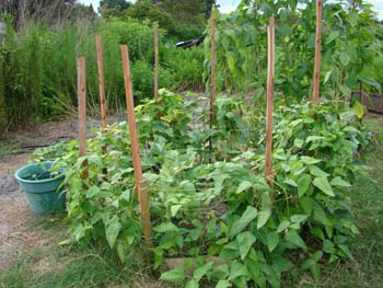 %_tempFileNamethai%20yoga%20fotos%20041%