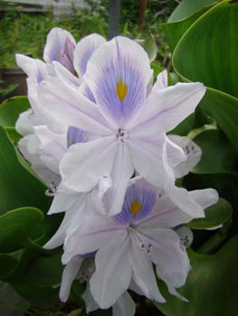 %_tempFileNamethai%20yoga%20fotos%20049%